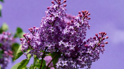 Purple Lilac Flowers Cluster