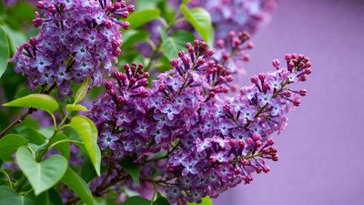 Purple Lilac Flowers Cluster