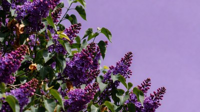 Purple Lilac Flowers on Solid Background