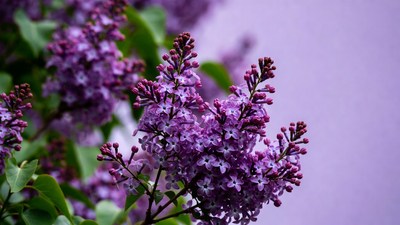 Purple Lilac Flowers Blooming