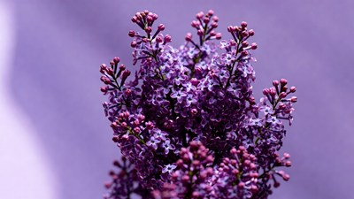 Purple Lilac Flower Cluster