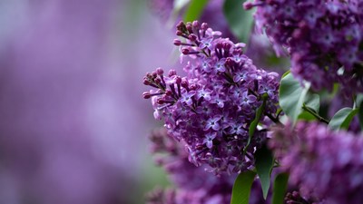 Purple lilac flower cluster