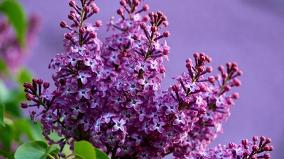 Purple Lilac Flower Cluster