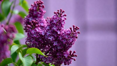 Purple Lilac Flowers Cluster