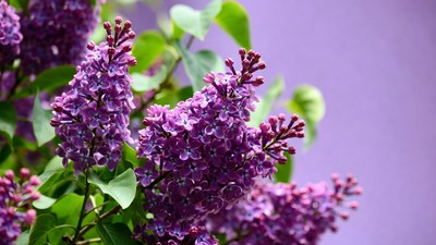 Purple Lilac Flowers Closeup