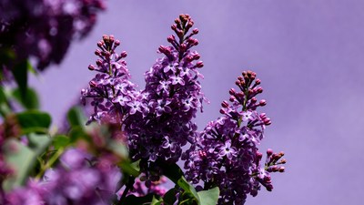 Purple lilac flowers cluster