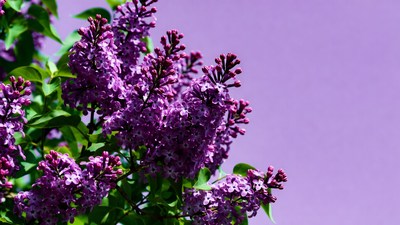 Purple Lilac Flowers on Purple Background