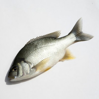 Fresh sea bream fish