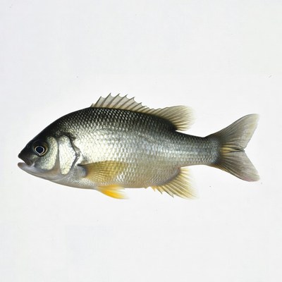 Black Sea Bream Fish