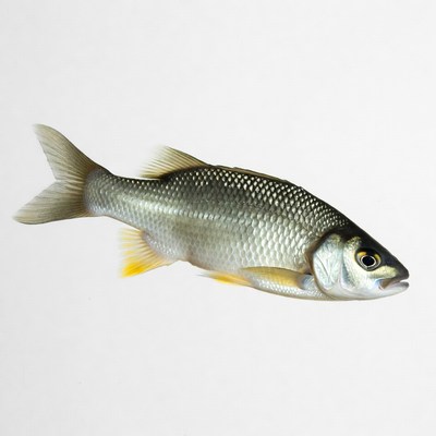 Freshwater bream fish isolated