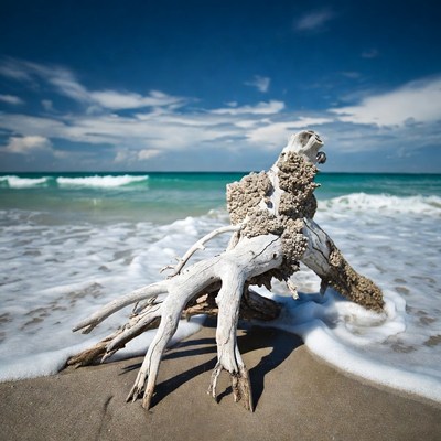 Driftwood on beach with turquoise waves