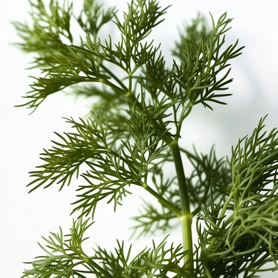 Fresh Dill Herb Leaves