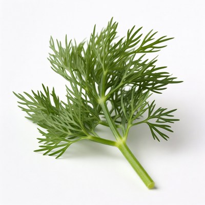 Fresh Dill Herb on White Background