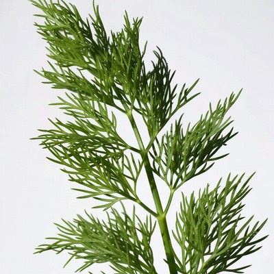 Fresh Dill Herb on White Background