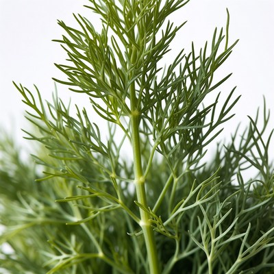 Fresh Dill Herb Plant