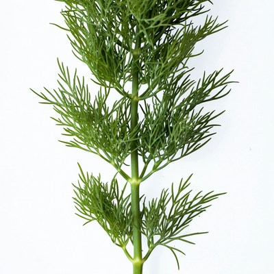 Fresh Dill Herb Plant