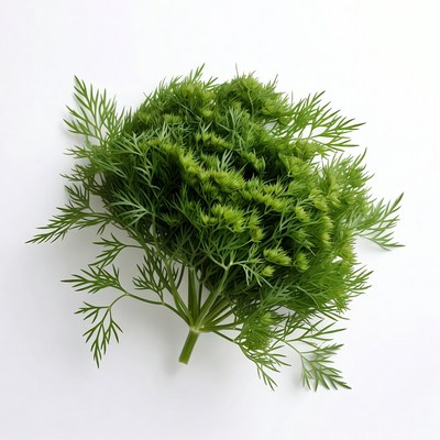 Fresh Dill Herb Bunch
