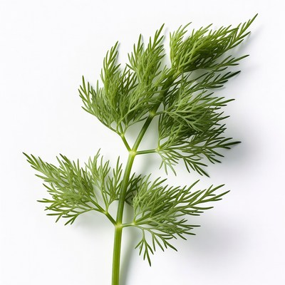 Fresh Dill Herb Sprig