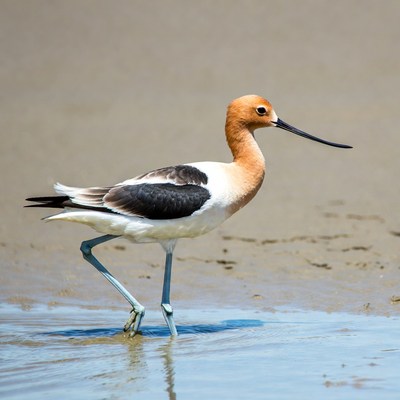 Black-necked Stilt standing in water