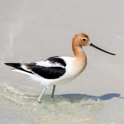 Black-winged Stilt standing in shallow water