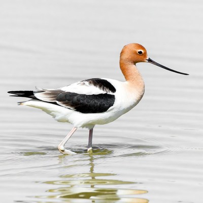 Black-necked Stilt wading in water