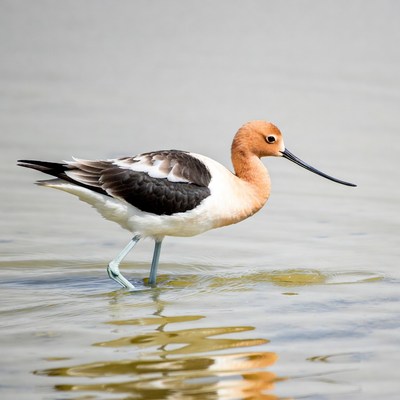 Black-necked Stilt standing in water