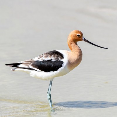 Black-necked Stilt standing in water