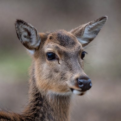 Young deer close-up portrait