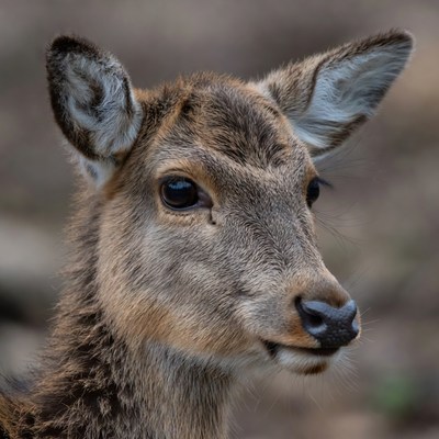 Closeup of young fawn deer