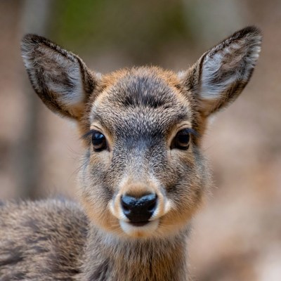Baby deer in forest
