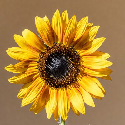 Vibrant sunflower on isolated background