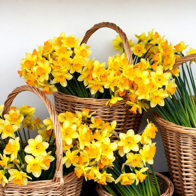 Yellow Daffodils in Wicker Baskets