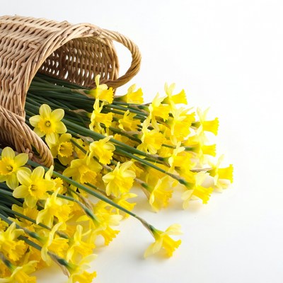Wicker Basket of Yellow Daffodils