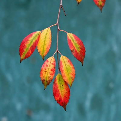 Autumn leaves on branch
