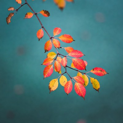 Autumn branch with red leaves