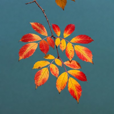 Autumn sumac branch on blue background