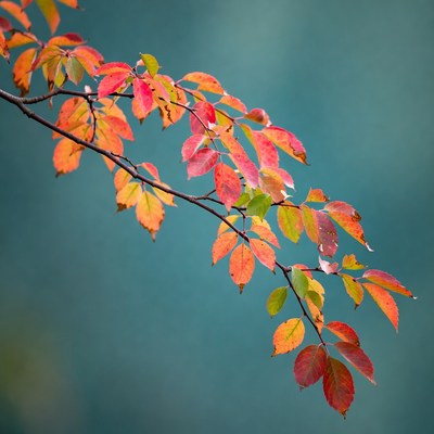 Autumn leaves on branch