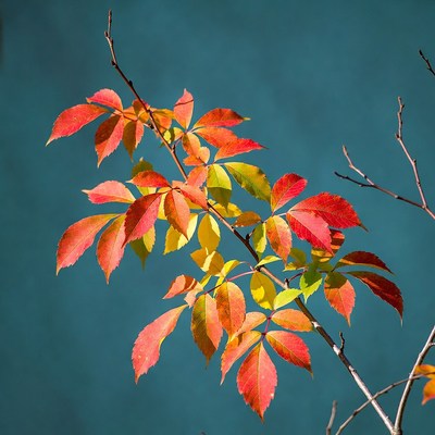 Autumn red maple leaves on blue background