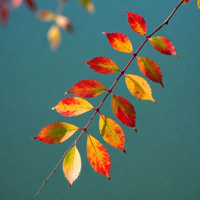 Autumn rowan branch with red leaves