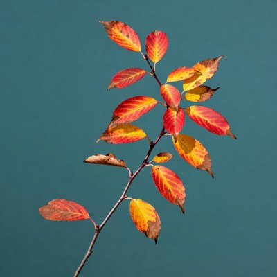 Autumn leaves on branch