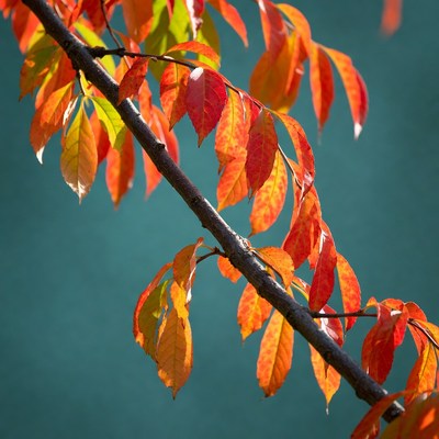 Autumn Leaves on Branch