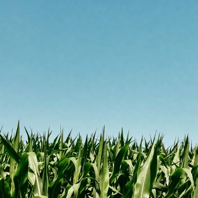 Green cornfield under blue sky