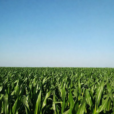 Green corn field under blue sky