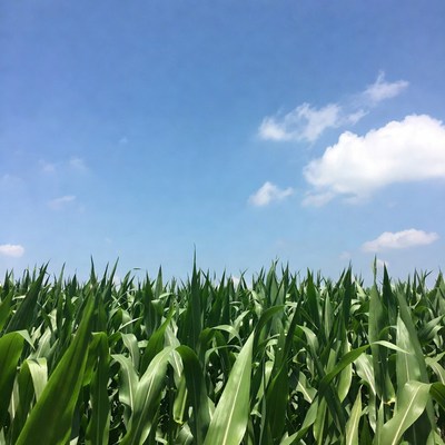 Green corn field under blue sky