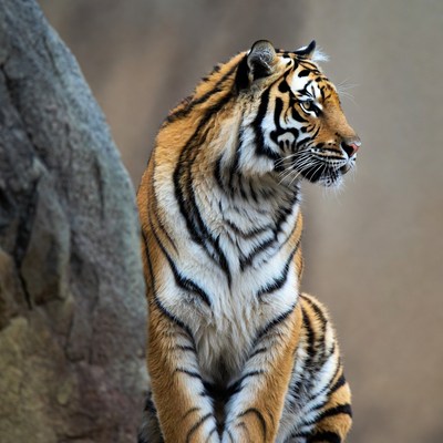 Tiger sitting by rock