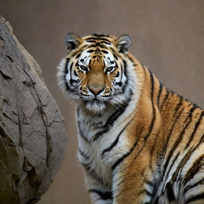 Tiger staring with rocks