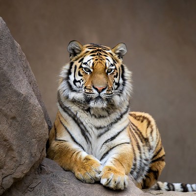 Tiger sitting on rock