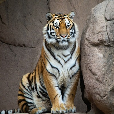Tiger sitting by rock