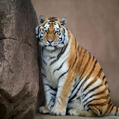 Tiger leaning against rock