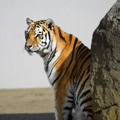 Tiger standing by large rock